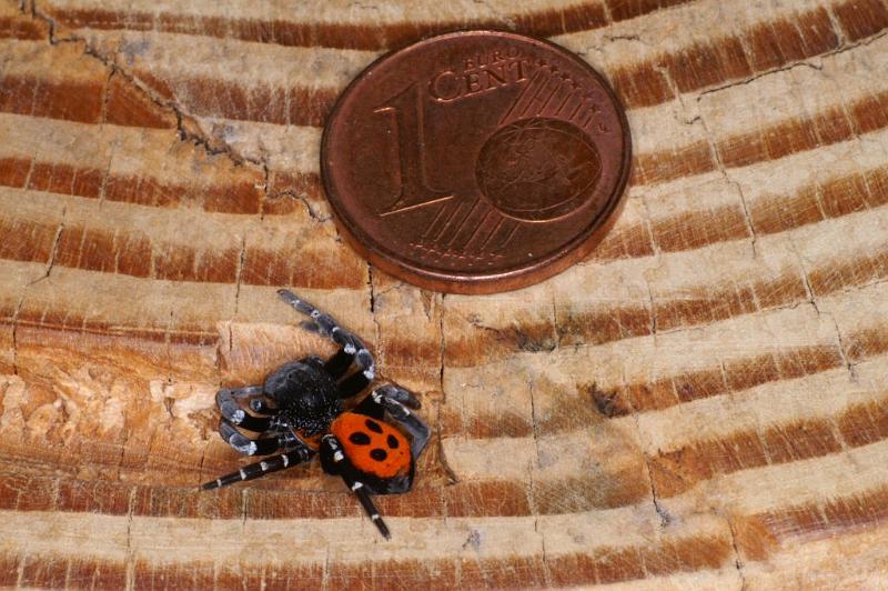 Eresus_sandaliatus_D3039_Z_85_NP De Hoge Veluwe_Nederland.jpg